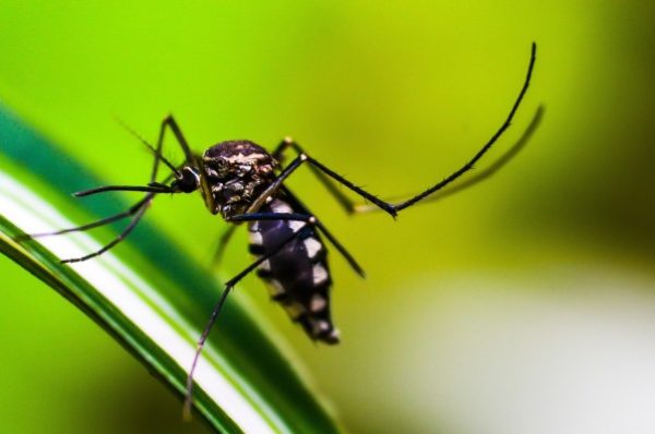 Dengue death toll rises to 320 this year