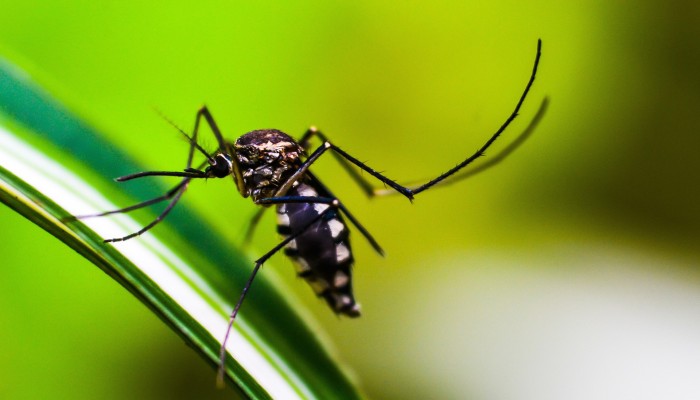 Dengue death toll rises to 320 this year